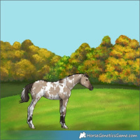 Horse Color:White Spotted Liver Red Dun