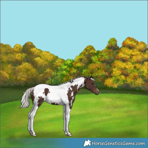 Horse Color:White Spotted Silver Bay Tobiano 