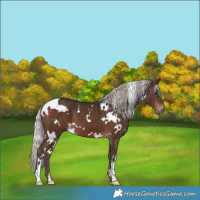Horse Color:White Spotted Silver Brown