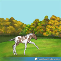 Horse Color:White Spotted Silver Brown Dun Tobiano 