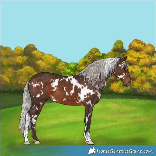 Horse Color:White Spotted Silver Brown 