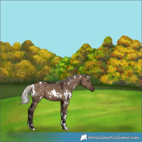 Horse Color:White Spotted Silver Brown Dun 