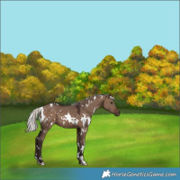 Horse Color:White Spotted Silver Brown Dun