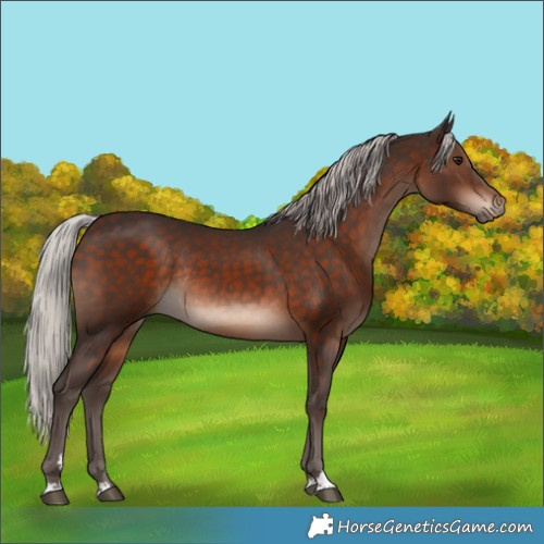 Horse Color:Silver Brown Rabicano