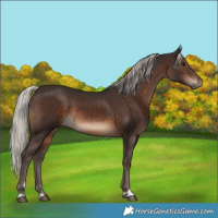 Horse Color:Silver Brown Rabicano 