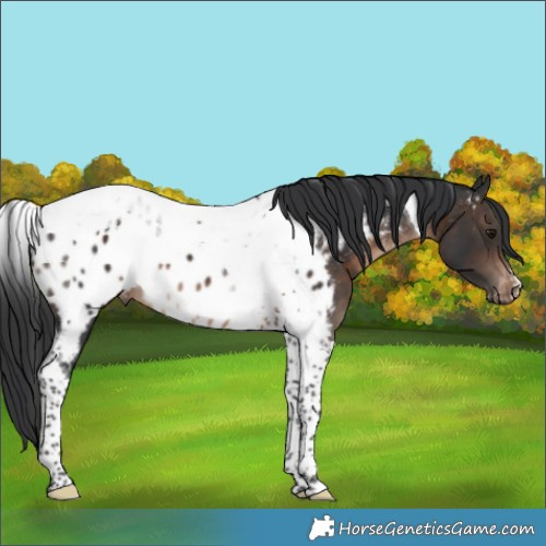 Horse Color:Brown Tobiano Appaloosa 