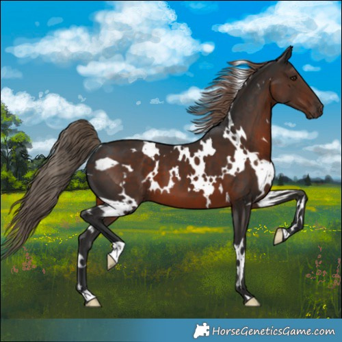 Horse Color:White Spotted Liver Chestnut