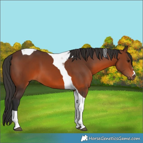 Horse Color:Brown Tobiano
