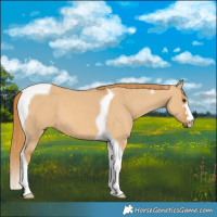 Horse Color:Red Dun Tobiano 