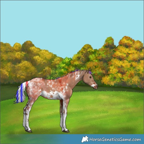 Horse Color:Painted Silver Brown Dun Sabino Tobiano Frame 