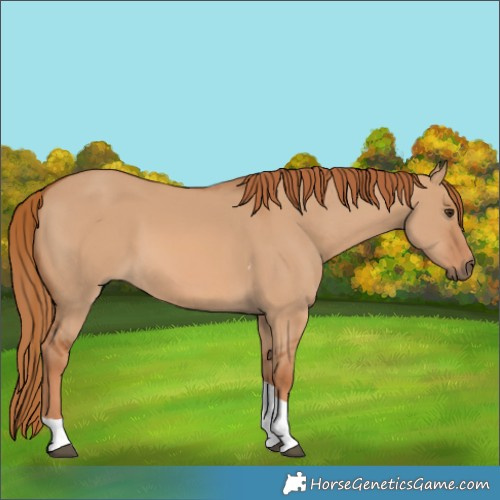 Horse Color:Red Dun Tobiano