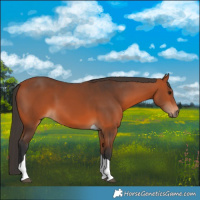 Horse Color:Bay Tobiano 