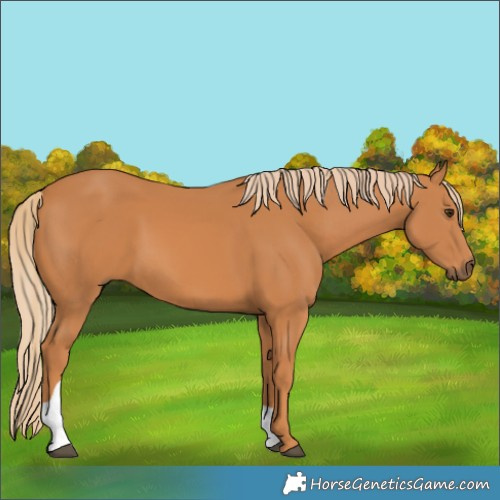 Horse Color:Chestnut Tobiano