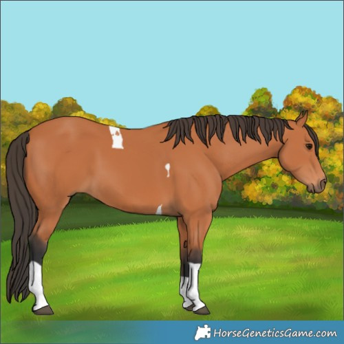 Horse Color:Bay Tobiano 