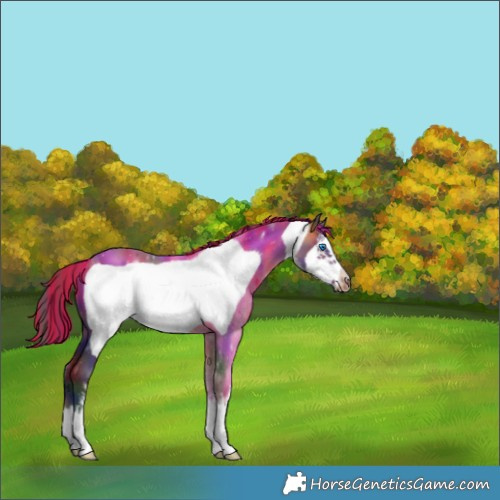 Horse Color:Painted Nacre White Spotted Buckskin Frame 