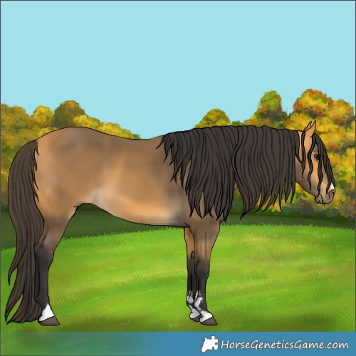 Horse Color:Buckskin 