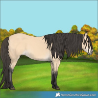 Horse Color:Buckskin