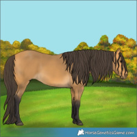 Horse Color:Buckskin 