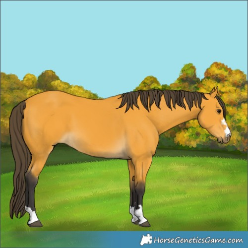 Horse Color:Buckskin 