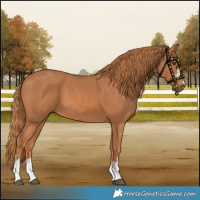 Horse Color:Chestnut  and Chestnut 