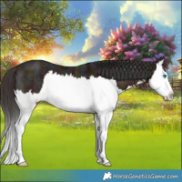 Horse Color:White Spotted Midnight Bay Ice Splash 
