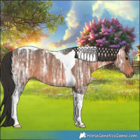 Horse Color:Brown Ice Tobiano Rabicano 
