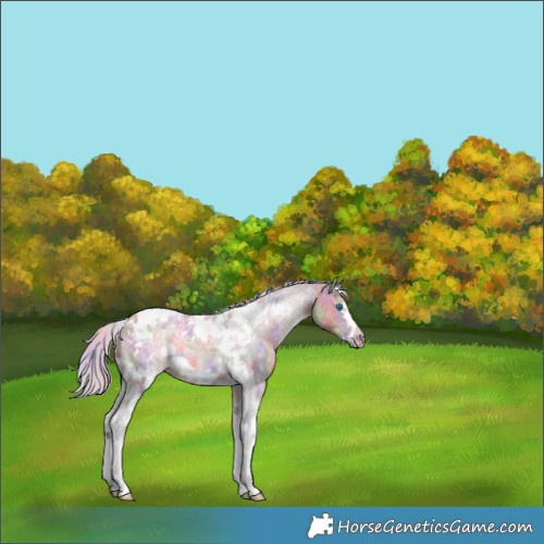 Horse Color:Platinum Nacre Silver Bay Dun Tobiano Frame Rabicano 