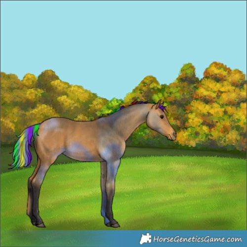 Horse Color:Painted Buckskin Rabicano 