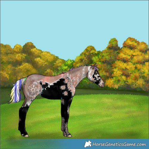 Horse Color:Painted White Spotted Silver Brown Dun Splash Frame Rabicano 