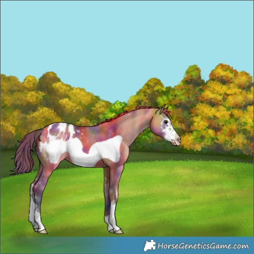 Horse Color:Nacre Bay Dun Sabino Frame Appaloosa 