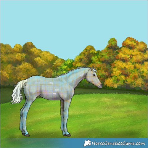 Horse Color:Watercolor Plaid  Silver Buckskin Rabicano 