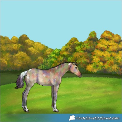 Horse Color:Gray Nacre Buckskin Dun Tobiano 
