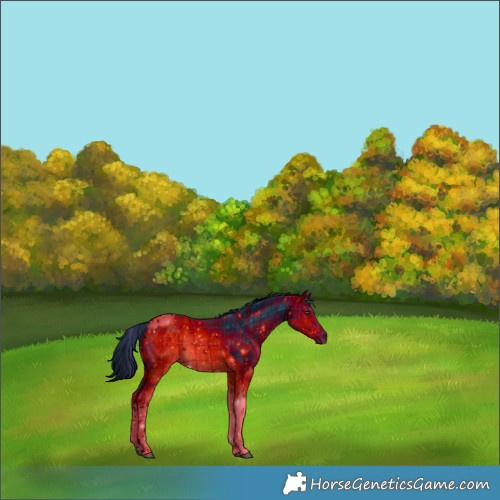 Horse Color:ERROR: UNKNOWN ANOMALY