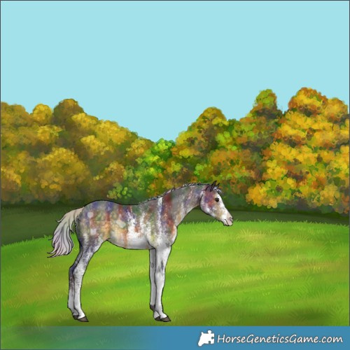 Horse Color:Nacre White Spotted Silver Buckskin Rabicano 