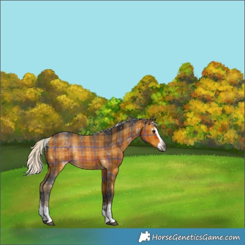 Horse Color:Gray Plaid  Silver Buckskin Sabino Splash 