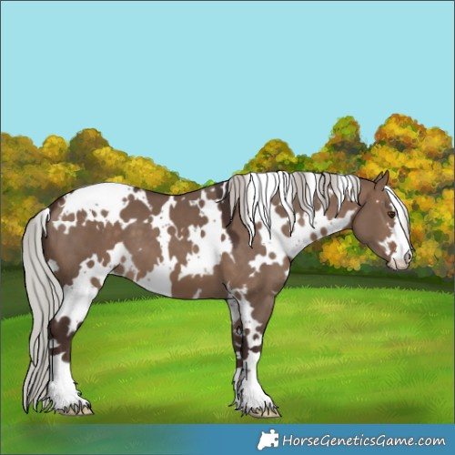 Horse Color:White Spotted Silver Brown Dun 