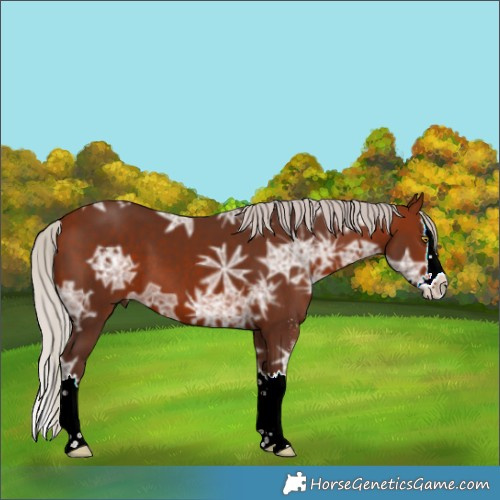 Horse Color:Silver Bay Ice Sabino Splash 