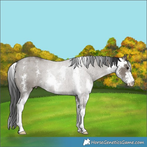 Horse Color:Grullo Sabino 