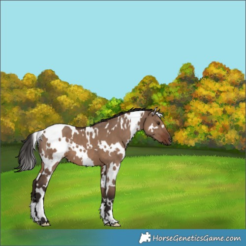 Horse Color:White Spotted Liver Red Dun 