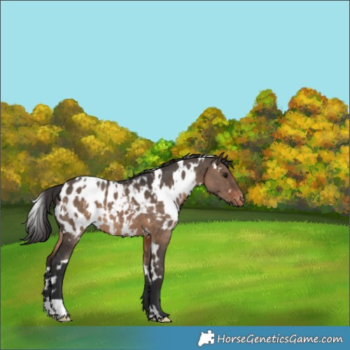 Horse Color:White Spotted Brown Dun Blanket 