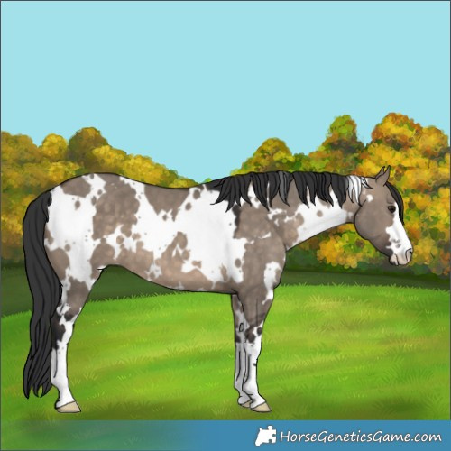 Horse Color:White Spotted Brown Dun 
