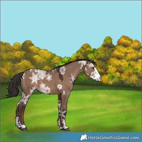 Horse Color:Liver Red Dun Ice Sabino 