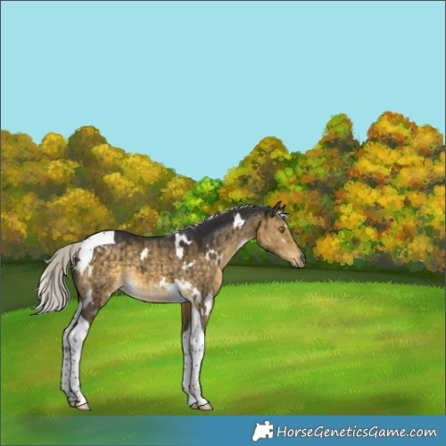 Horse Color:White Spotted Silver Buckskin Dun Tobiano Brindle 