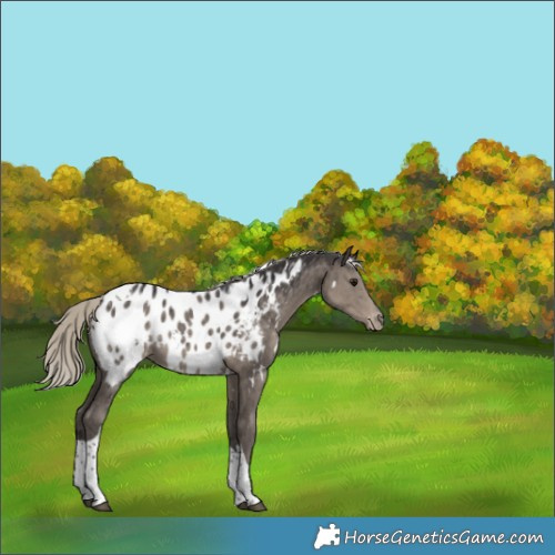 Horse Color:White Spotted Silver Smoky Grullo Tobiano Blanket Brindle 