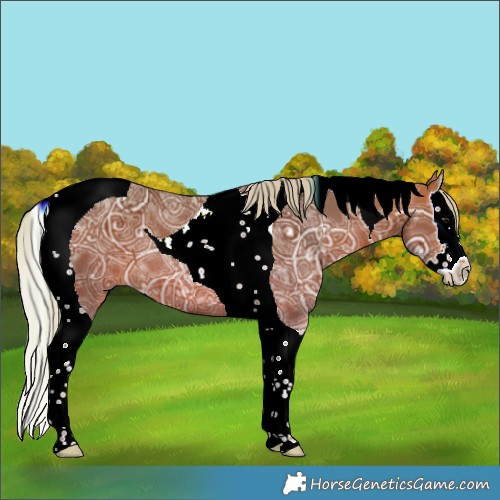 Horse Color:Silver Bay Ice Sabino Splash Tobiano Rabicano 