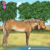 Horse Color:White Spotted Chocolate Palomino Dun