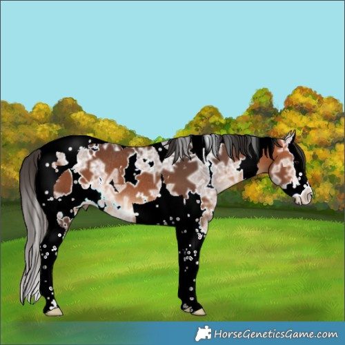 Horse Color:White Spotted Bay Ice Splash Tobiano Rabicano 