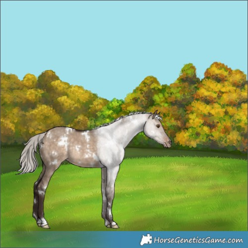 Horse Color:White Spotted Silver Brown Dun Rabicano 