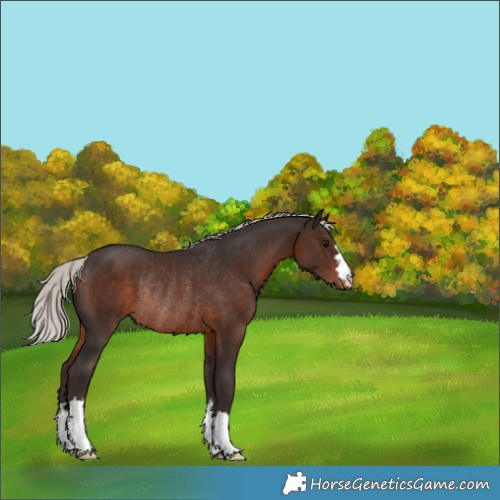 Horse Color:Silver Brown Varnish Rabicano 