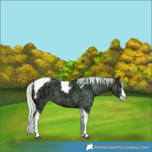 Horse Color:Watercolor Plaid  Silver Bay Ice Splash Tobiano 